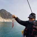 중간상사리 이미지