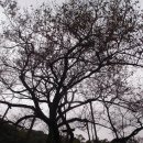 제주 봉개동 왕벚나무 자생지 이미지