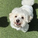 핸즈독(HANDSDOG) 이미지