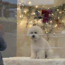 버블펫쌀롱 이미지