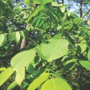 호두나무 이미지