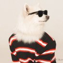 하남애견훈련소 이미지