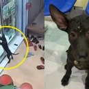 산책동물병원 이미지