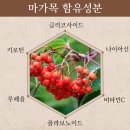 농업회사법인 주식회사 내몸에약초 | 🌿기침·누런 가래 뚝! 기관지·폐 건강 지키는 대한민국 1% 천연성분 ‘마가보감 프리미엄’