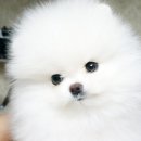 힐링애견샵 이미지