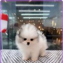 행복한 강아지 이미지