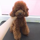 멍이랑몽이 미용 이미지