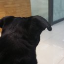 24시 안박동물병원 이미지