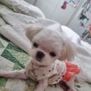 꽃개애견미용 이미지