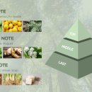 바이벨라 이미지