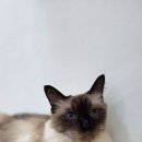 냥카페,루브 이미지