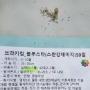 블루스타 이미지