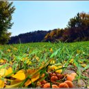 대암목장 이미지