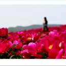 꽃밭에서 이미지