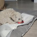 연산동 동물약국 | 말티푸 아기 강아지 눈꼽 관리 _ 시져시져 생리식염수로 눈꼽관리 눈꼽빗 시져시져