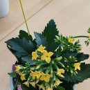 성거초등학교 병설유치원 이미지