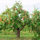 나무안에서 이미지