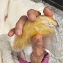 누구나홀딱반한닭(김포고촌점) 이미지