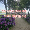 천상카정비 | 1294.신안 도초도 비금도 수국 축제/신안 도초도 비금도 섬투어