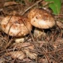 산내음농장 이미지