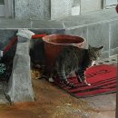 김천시 문화관광해설사의집 | [내돈내산]기차 타고 김천 여행 당일치기(2): 숲에서 흔들흔들 힐링하기 - 치유의 숲, 자작나무 숲...