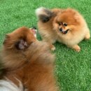 제제네 멍치원 이미지