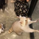 쿠니쿠니