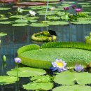 크루지아나 이미지