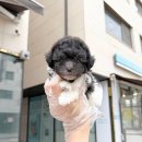 포메라니안분양 미니비숑분양 비숑프리제분양 강아지책임분양 서울강아지분양 일산강아지분양 강아지무료분양 포메입양 이미지