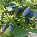 자라마을 이미지