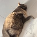 이쁘냥 고양이미용실 대전점 이미지