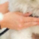 닥터호오 동물병원 이미지