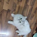 몽이냥이 이미지