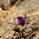 동강할미꽃마을 | [백운산 칠족령 등산 후기 총정리] 동강 할미꽃 개화 시기 및 문희마을 코스