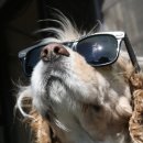 코난 태양광발전소 이미지