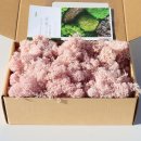 케이스텔라 이미지