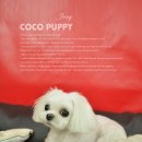 제니엔 코코 펫 이미지