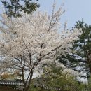 홍권농장 | 창경궁과 창덕궁의 춘경