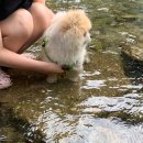 142 | 태안 골든코스트 펜션 및 남양주 정원펜션 애견펜션 후기