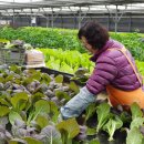 대실농장 이미지