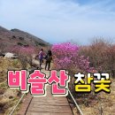 [영상]비슬산|개화시기|진달래 이미지