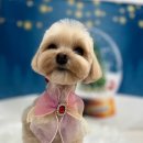 다올 그루밍 이미지