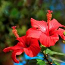 샤론의꽃 이미지