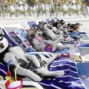 오뉴월개팔자 이미지