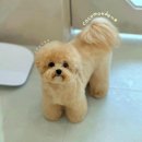 코코몽드 이미지