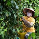 짱족의발전 이미지