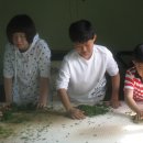 섬진다원 이미지