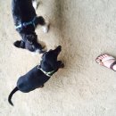 금곡동반려견놀이터 이미지