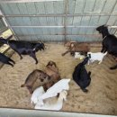 안평염소농장 이미지