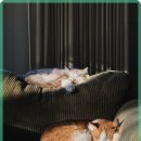 동물병원 감동 이미지